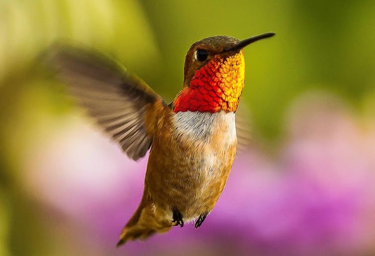 Audubon points out a United States sans birds by 2080