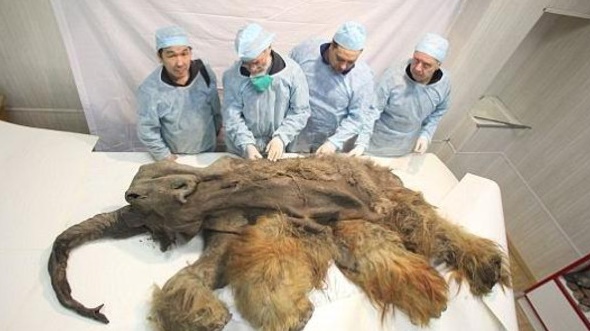 South Korean scientists might clone Woolly mammoth