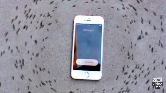 iPhone ringtones makes ants dance in circle