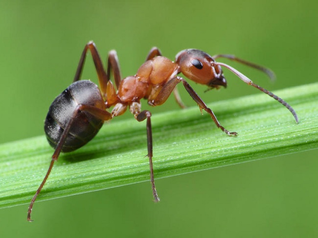 Ants traveled by sea to Invade tropical Regions