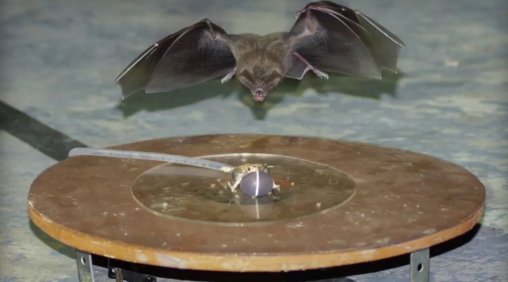 Bats upgrading their hunting strategy to the noise of cities