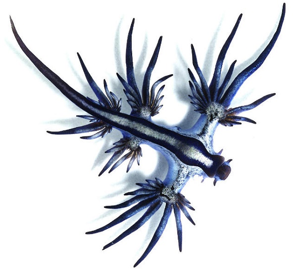 Blue Dragon A Rare Sea Slug Washes Up on Shore in Queensland, Australia