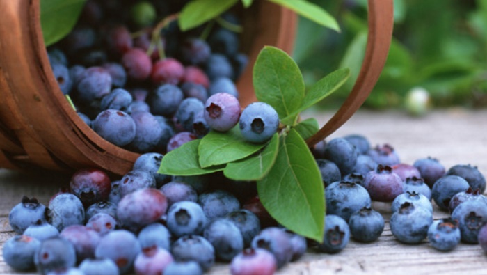 Blueberries can reduce your risk of Alzheimer s Disease