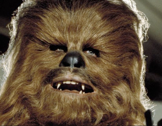 Scientists name new beetle species Chewbacca, after the Star Wars character