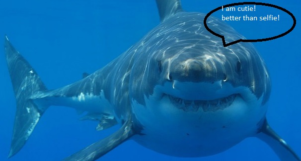When selfie is a more nasty killer than a dangerous shark