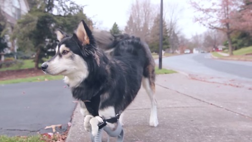 Derby's new life after getting 3D-printed prosthethics