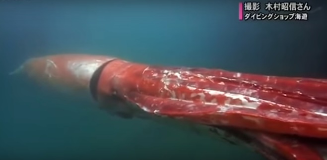 giant squid