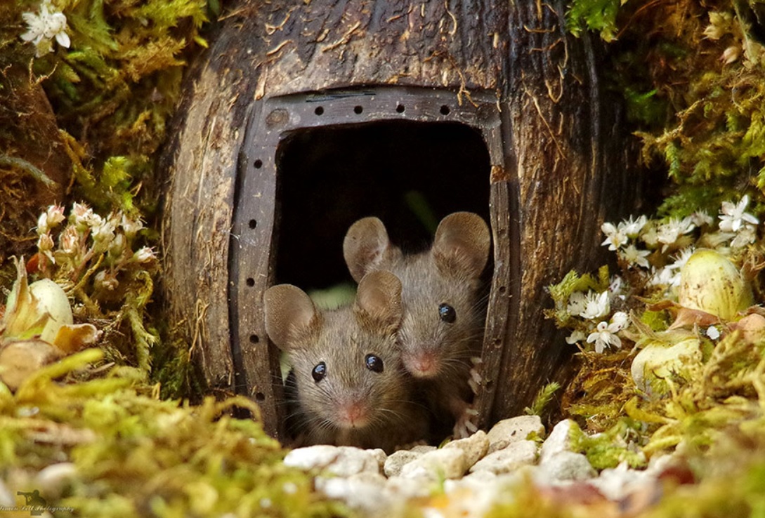 Photographer Discovers A Family Of Mice In His Garden Makes A 