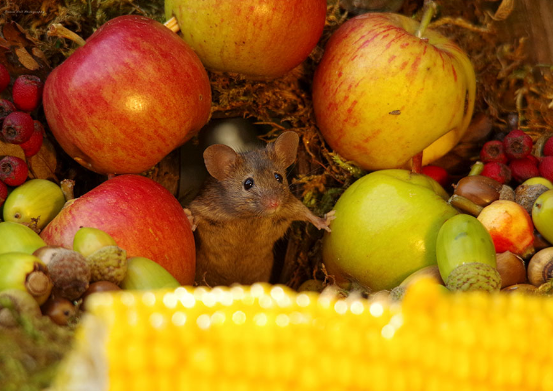 Photographer Discovers A Family Of Mice In His Garden: Makes A Beautiful Miniature Habitat For Them