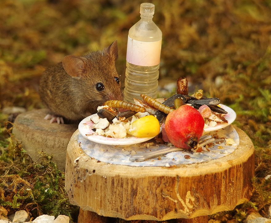 Photographer Discovers A Family Of Mice In His Garden: Makes A Beautiful Miniature Habitat For Them
