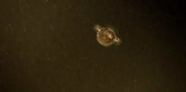 Unsung hero of Ocean: Plankton