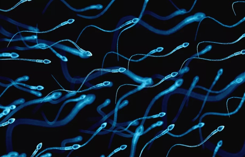 Sperm Count Decreasing in Men, But Rate of Decrease is Not Yet Alarming