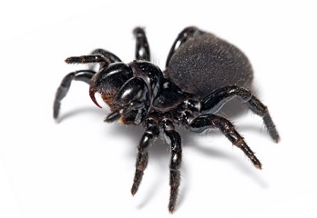 Spiders are the doorway to ultra-sensitive wearable devices