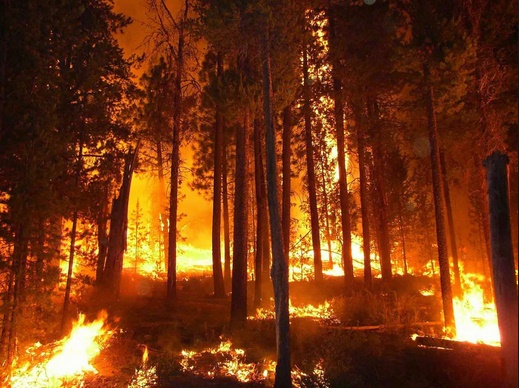 Wildfire Season threat to planets most important natural carbon