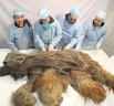 South Korean scientists might clone Woolly mammoth