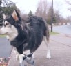 Derby's new life after getting 3D printed prosthetics
