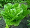 lettuce on mars