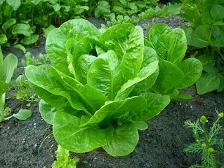 lettuce on mars