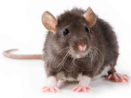 Rat's Brain functions like Internet
