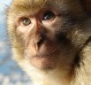 Human Brain has special properties that differentiate it from Macaque