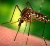 Solution for Mosquitoes driven diseases