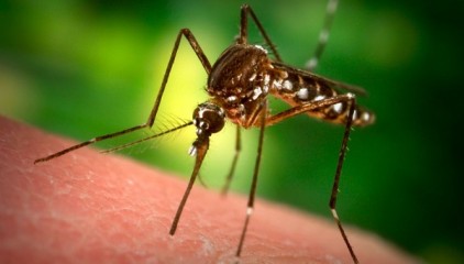Solution for Mosquitoes driven diseases