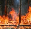 Wildfire Season: threat to planet’s most important natural carbon