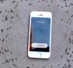 iPhone ringtones makes ants dance in circle