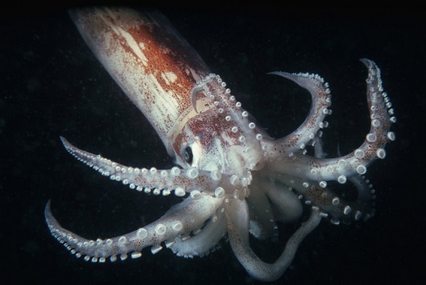 Squid inspired self healing plastic: heals by just adding water