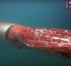 Giant Squid spotted swimming through Toyama Bay in Japan
