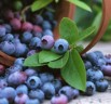 Blueberries can reduce your risk of Alzheimer’s Disease