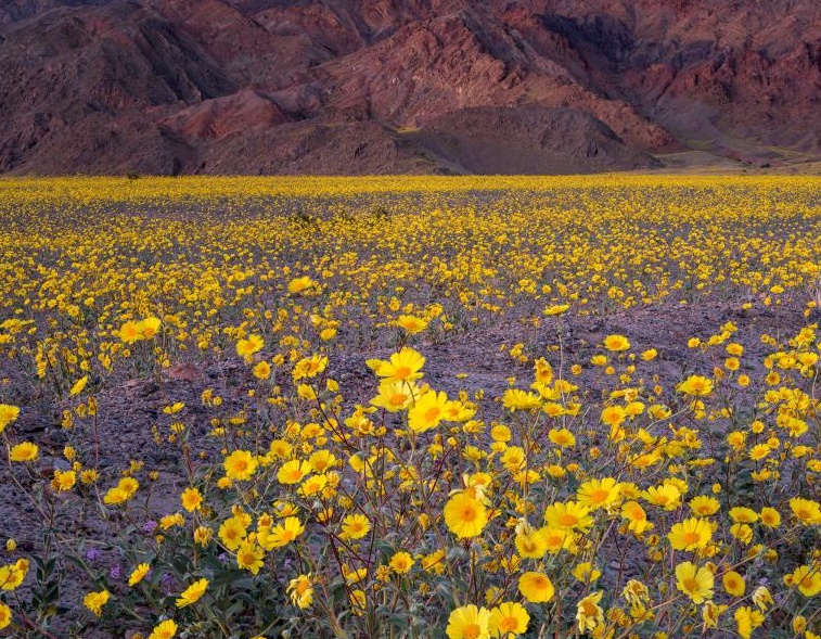 The Death Valley in California experiencing super bloom after a huge gush of rainfall