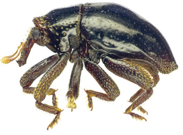 Scientists name new beetle species Chewbacca, after the Star Wars character