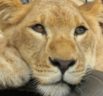 ADI taking 33 circus lions to Emoya Big Cat Sanctuary