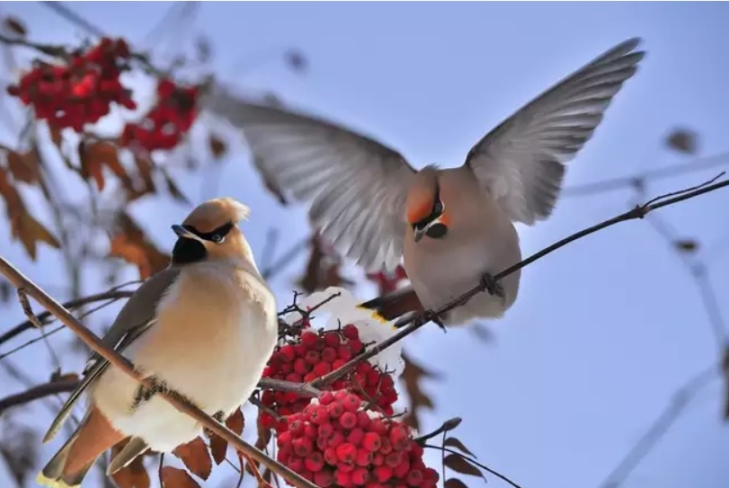 waxwings