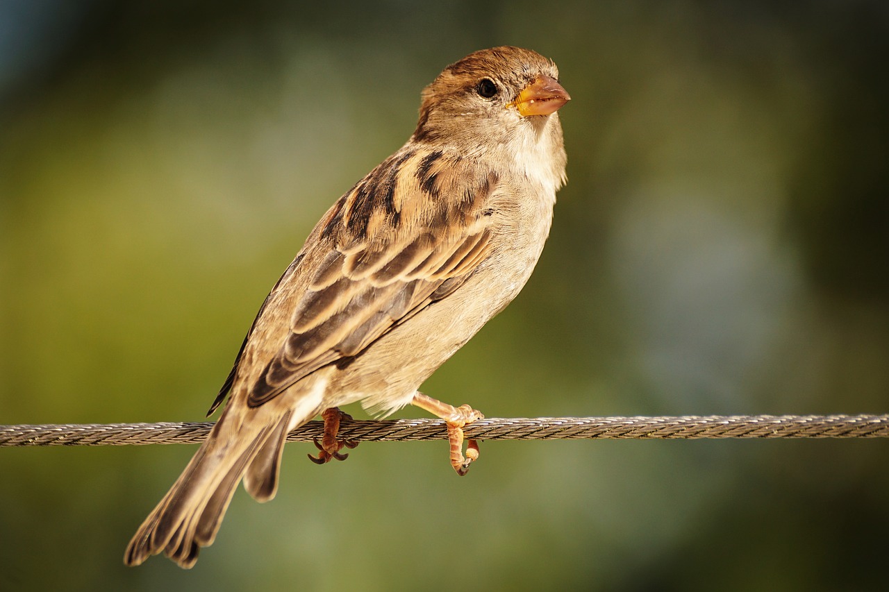 bird photography