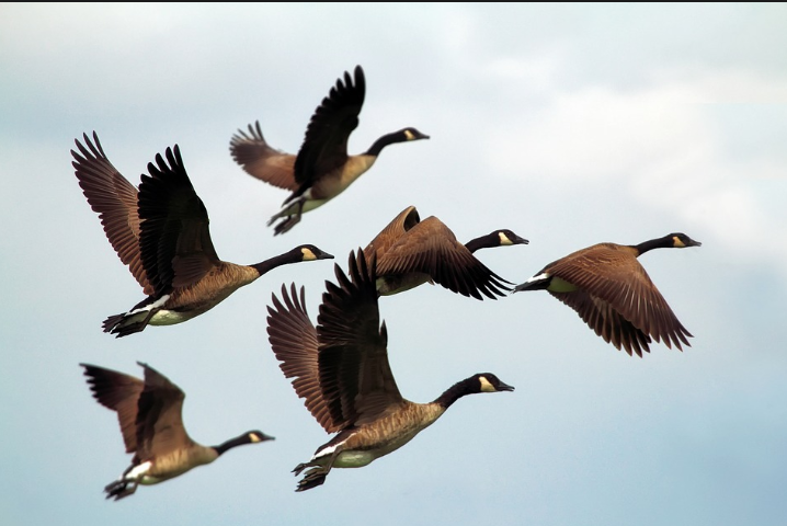 Why Birds Of Same Feather Flock Together In Amazing Patterns