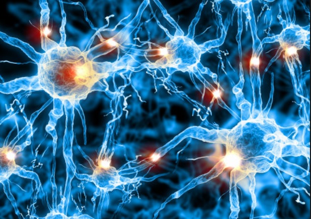 neurons