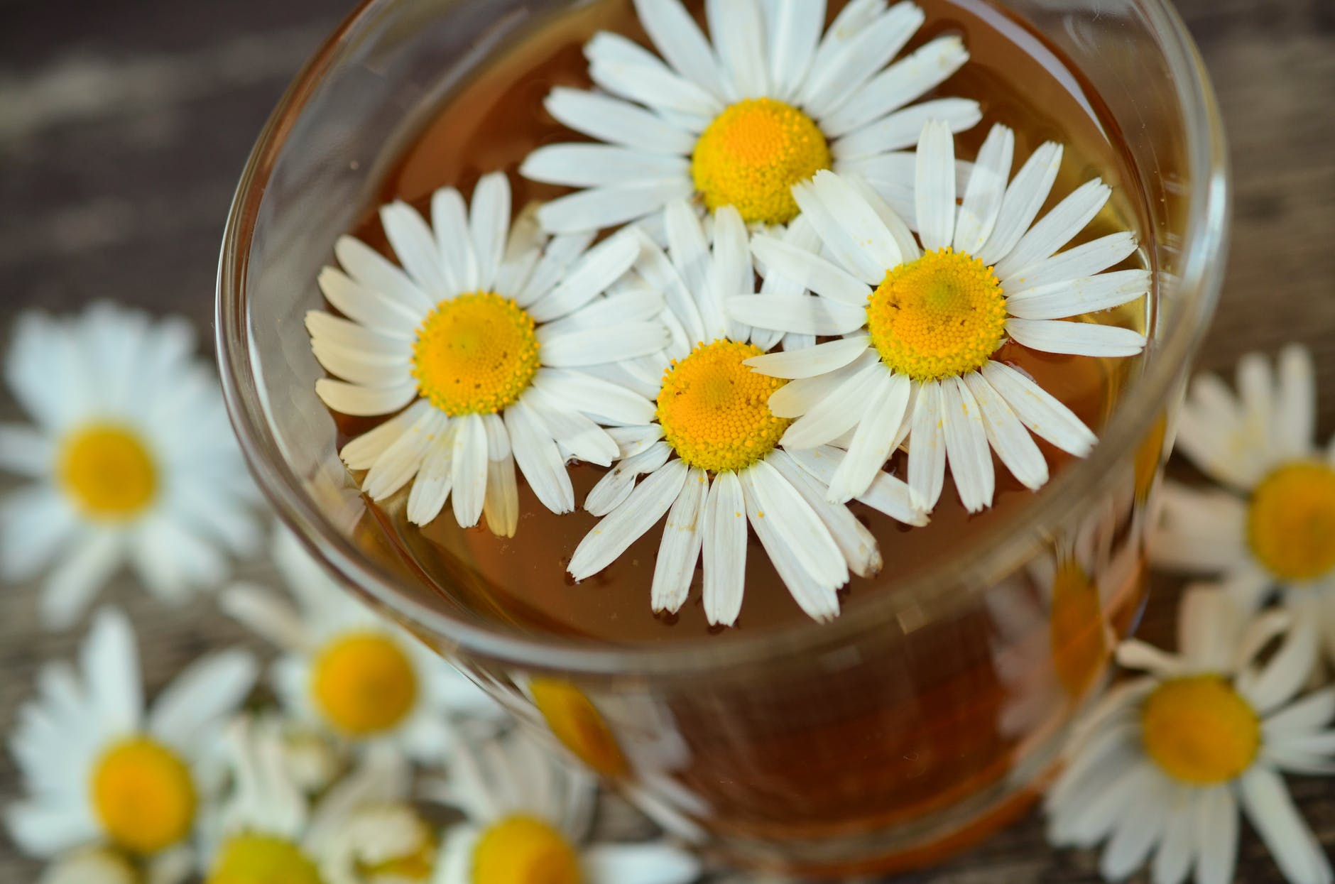 chamomile