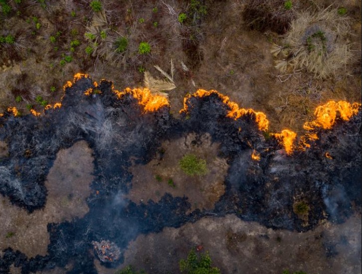 The Amazon Rainforest is Burning