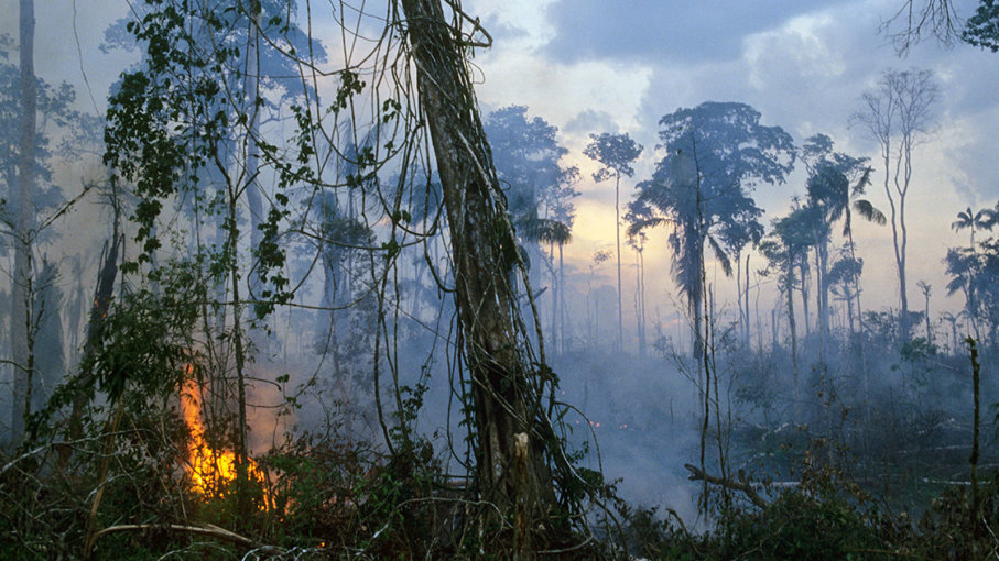 The Amazon Rainforest is Burning