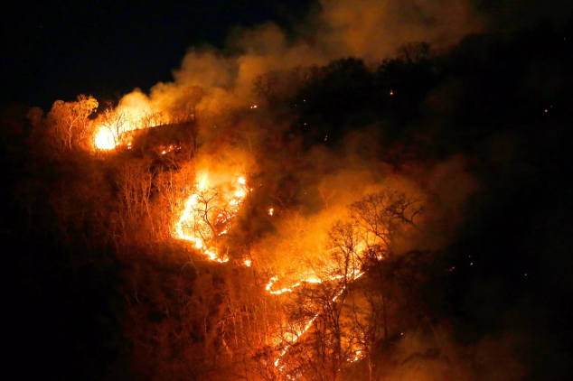 The Amazon Rainforest is Burning