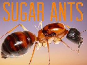 sugar ant