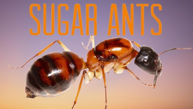 sugar ant